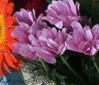 Национално състезание по Озеленяване и цветарство 2019 Национално състезание по Озеленяване и цветарство 2019