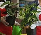 Незабравимата природа на Лаго Маджоре и професионалното обучение на ученици със СОП Незабравимата природа на Лаго Маджоре и професионалното обучение на ученици със СОП