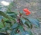 Всяко цвете носи послание за грижа и принадлежност Всяко цвете носи послание за грижа и принадлежност
